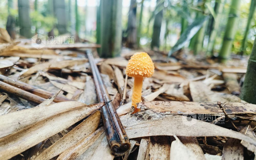 2026年4月14日，江西省南丰县长红管理区的竹林中，发现一种被俗称为“红精灵”的剧毒真菌——番红花蘑菇（学名：红鳞花边伞）。