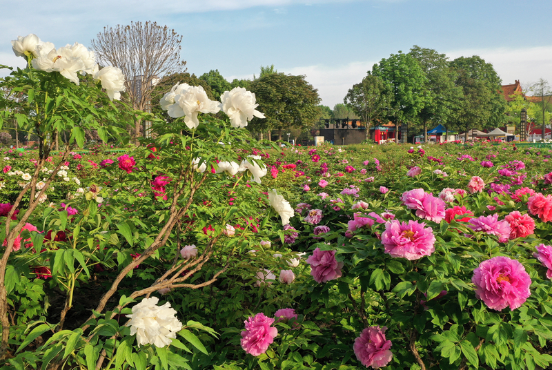 菏泽:牡丹花开动古城,一园春色满城香