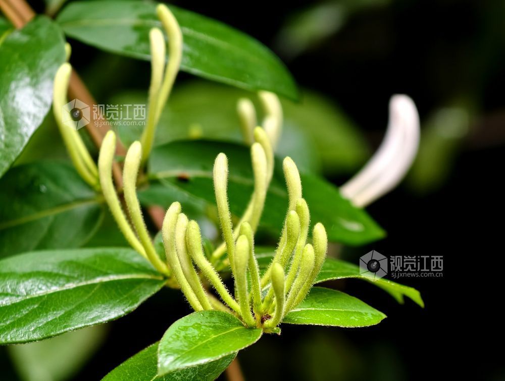 江西分宜：金银花含苞待放 清香满枝头（图）