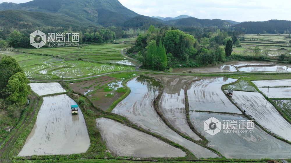 江西分宜：机插早稻秧苗 “绿”动田野（图）