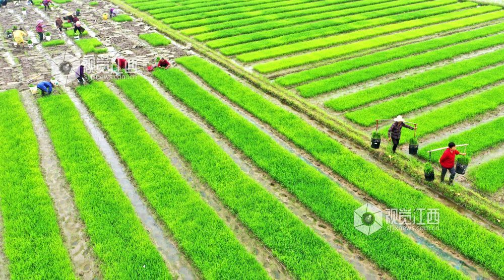 2026年4月14日，江西省遂川县枚江镇田间地头，呈现出一派繁忙有序的春耕景象。