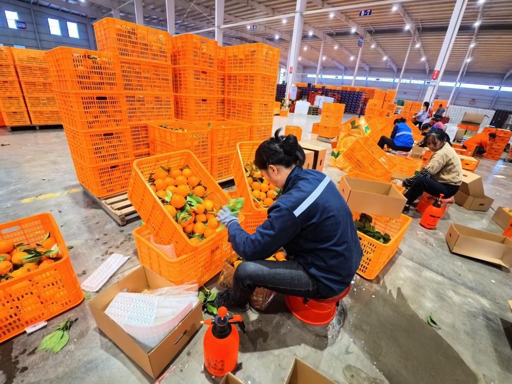 江西省赣州市安远县江西维鲜生态科技发展有限公司打包车间内，工人们正分选脐橙。新华社记者 陈浚武 摄