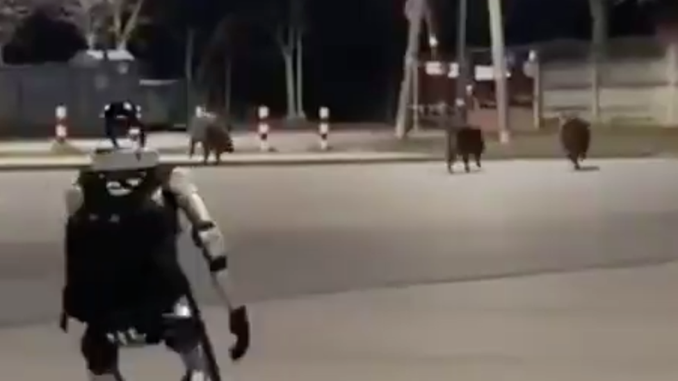 中国机器人在波兰街头驱赶野猪，“劝退”成功后还挥手拜拜
