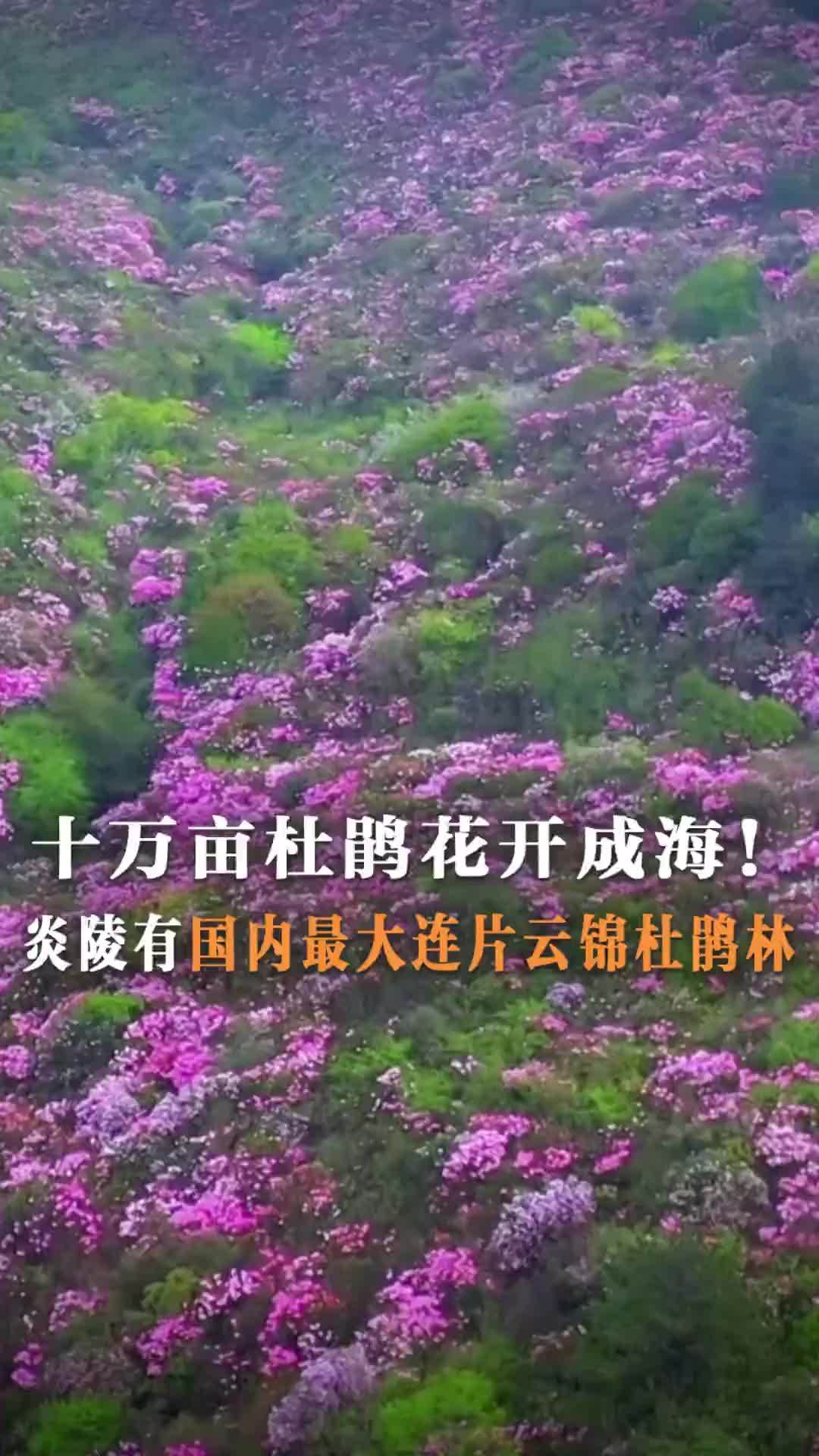 十万亩杜鹃花开成海！炎陵有国内最大连片云锦杜鹃林