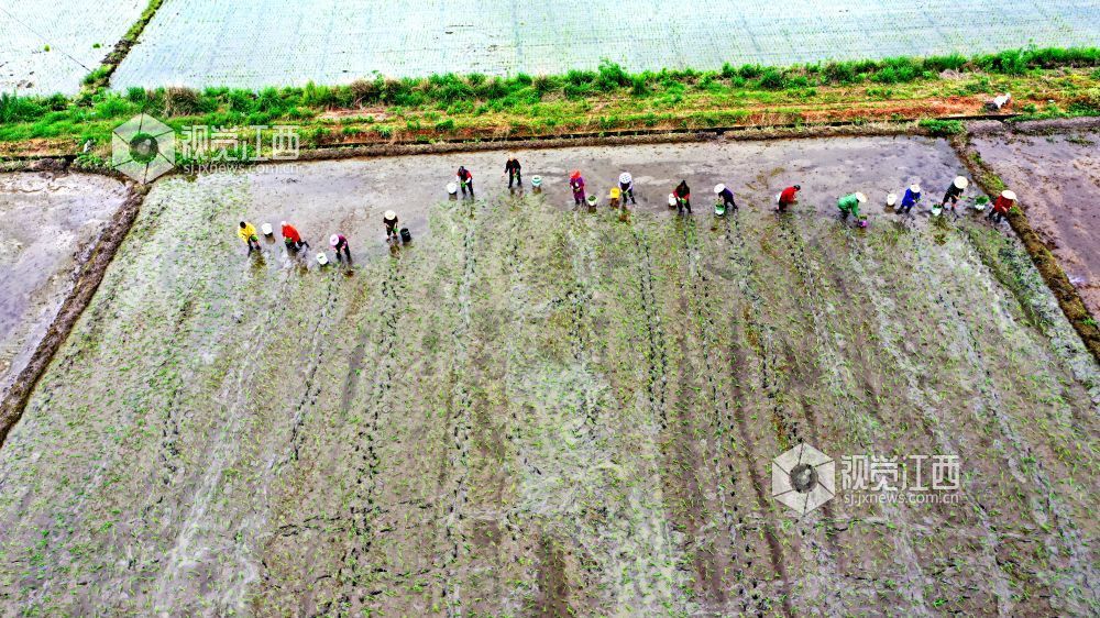 2026年4月14日，江西省遂川县枚江镇田间地头，呈现出一派繁忙有序的春耕景象。