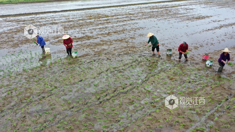 2026年4月14日，江西省遂川县枚江镇田间地头，呈现出一派繁忙有序的春耕景象。