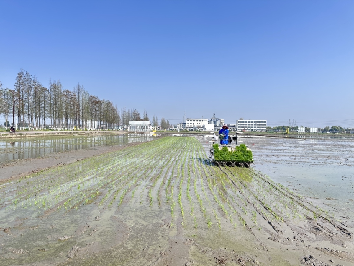 插秧机正在作业。潘淑瑶、王佳辉摄