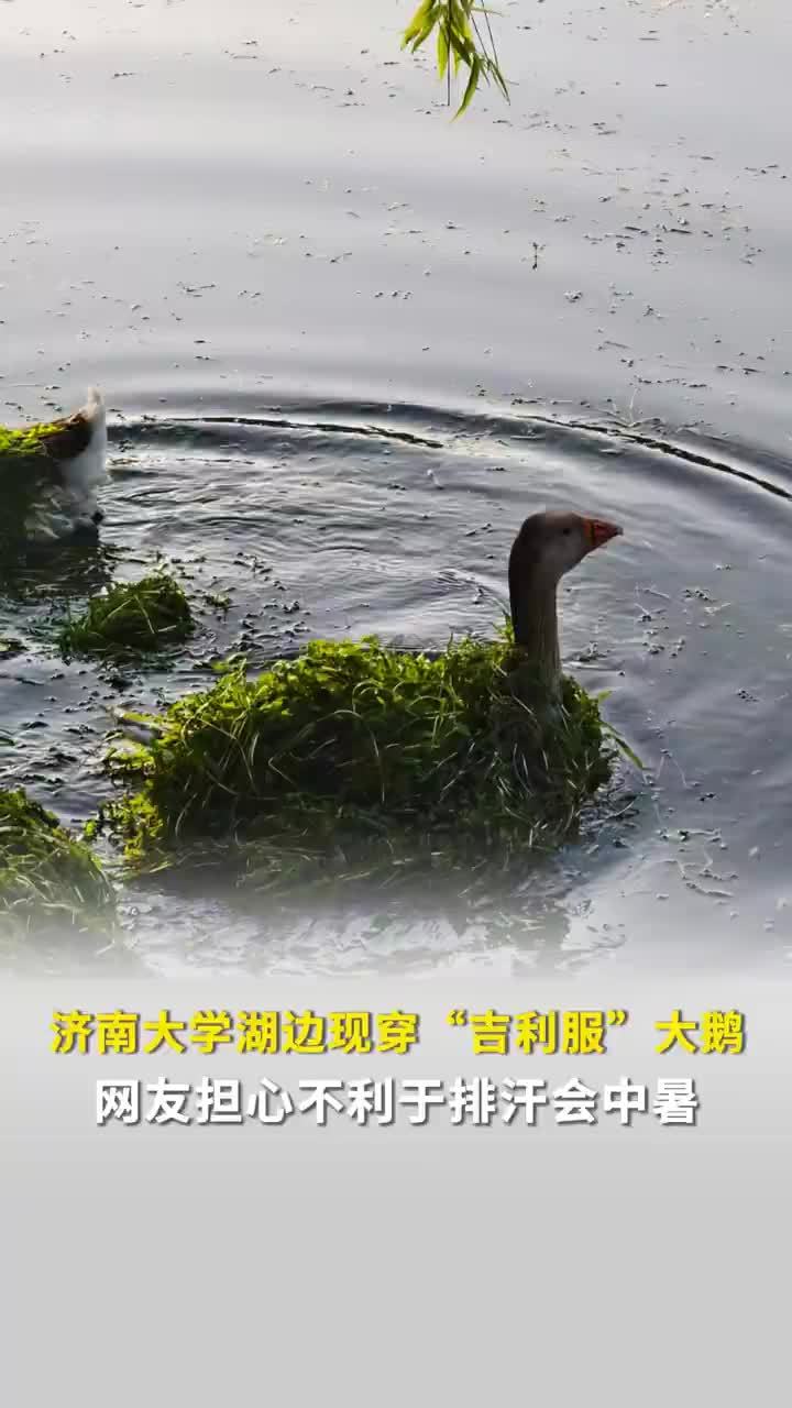 济南一湖面有大鹅穿吉利服