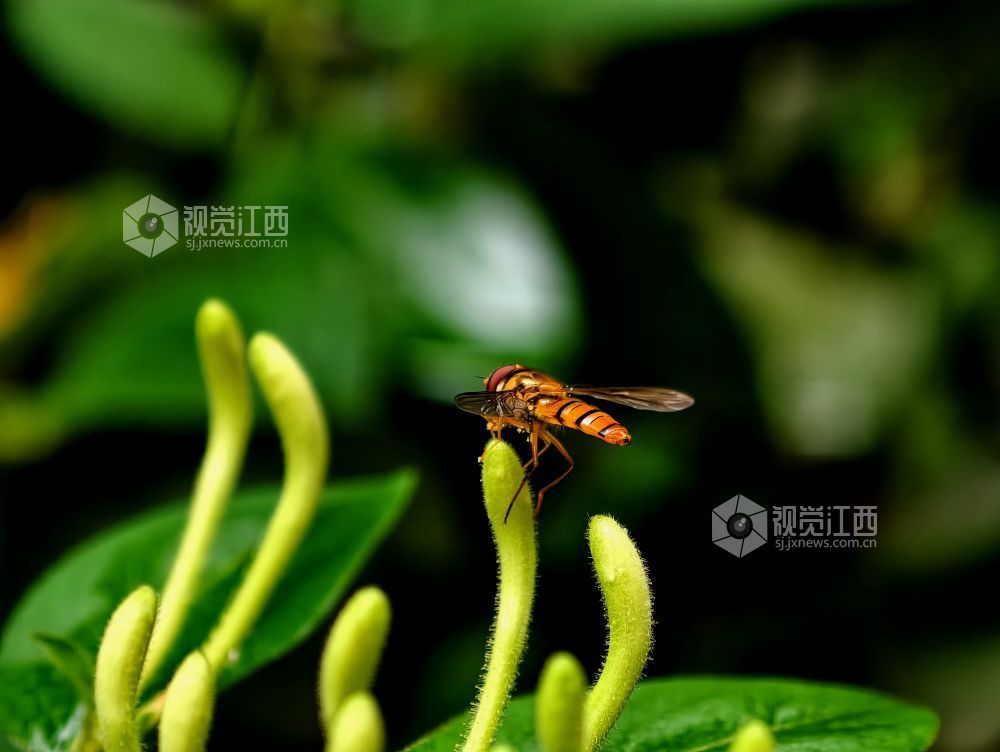 江西分宜：金银花含苞待放 清香满枝头（图）
