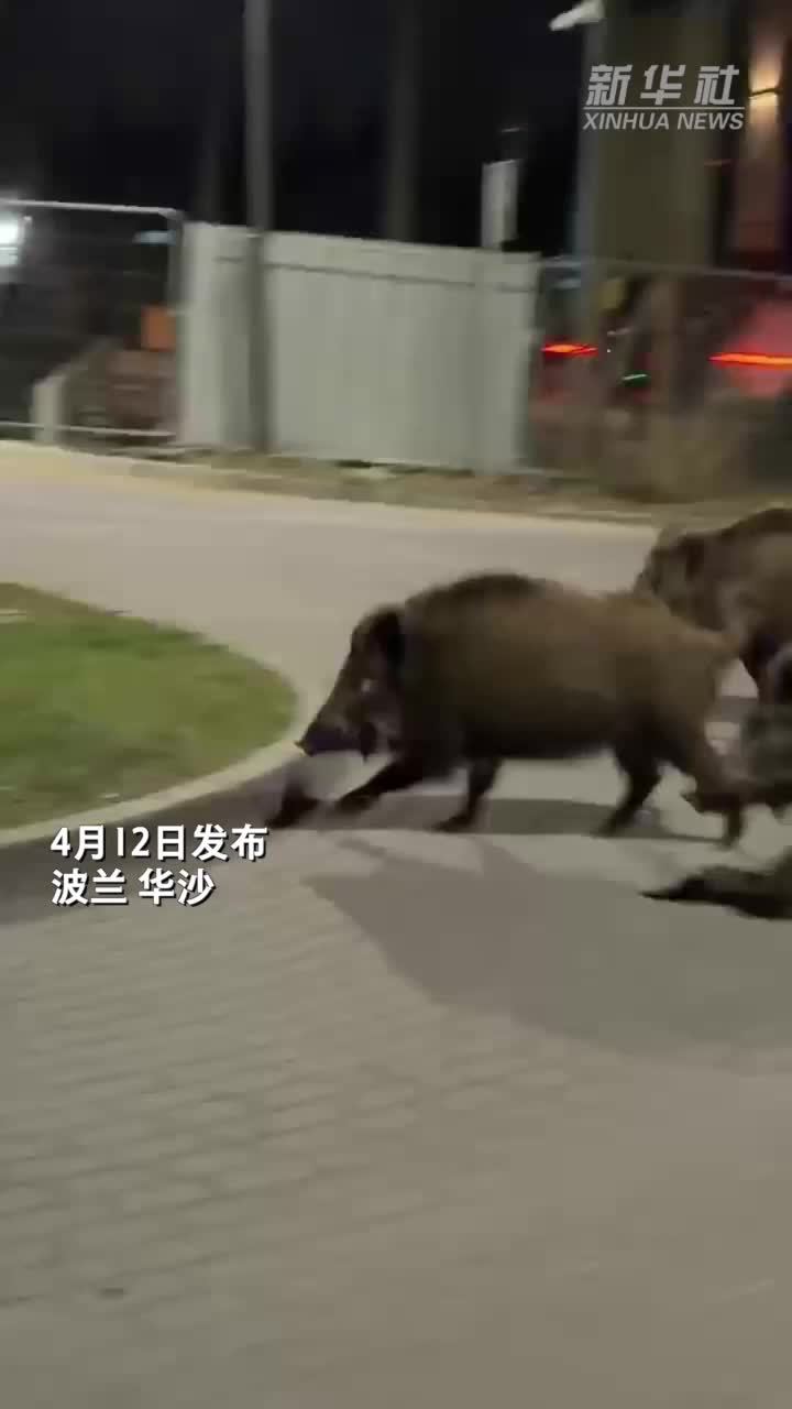 欧洲街头这一幕火了：中国机器人开始“赶野猪”？