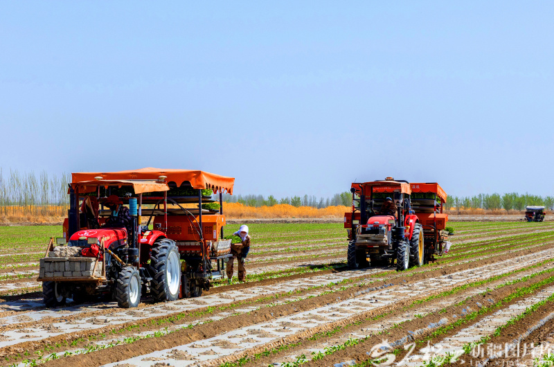 4月8日,新疆生产建设兵团第二师223团5连一处田间,职工驾驶农机移栽辣椒苗。眼下,该师22.1万亩辣椒移栽工作全面铺开。姬安妮摄