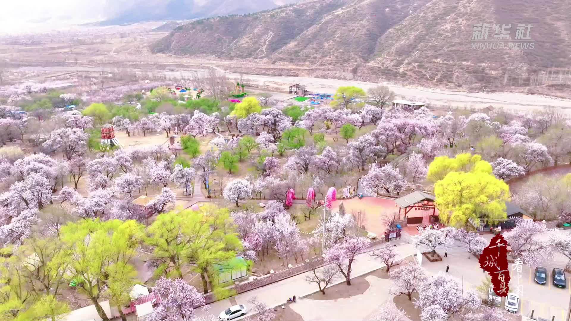 千城百县看中国·赏花季｜内蒙古：春风醒万树 花信寄“杏”福