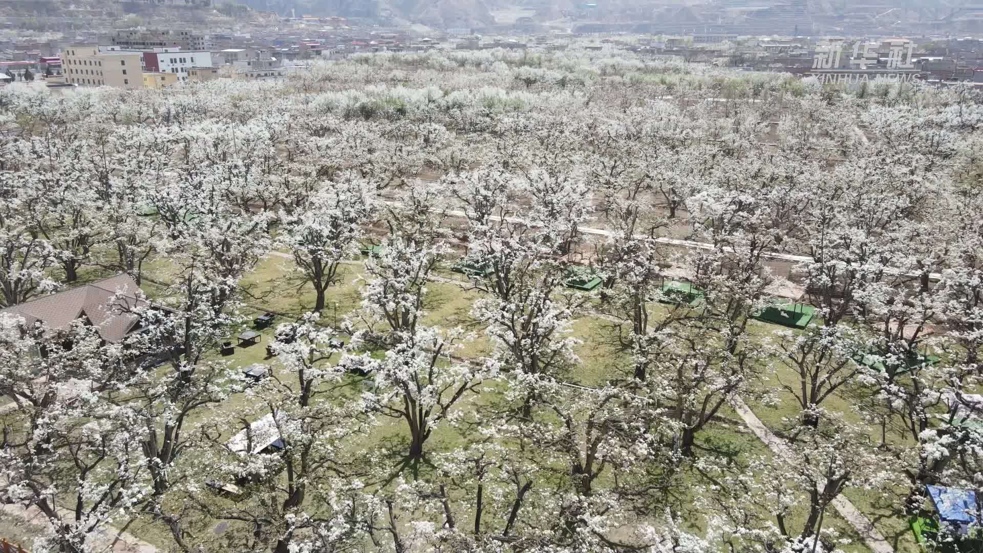 什川古梨园绽放“花”样经济