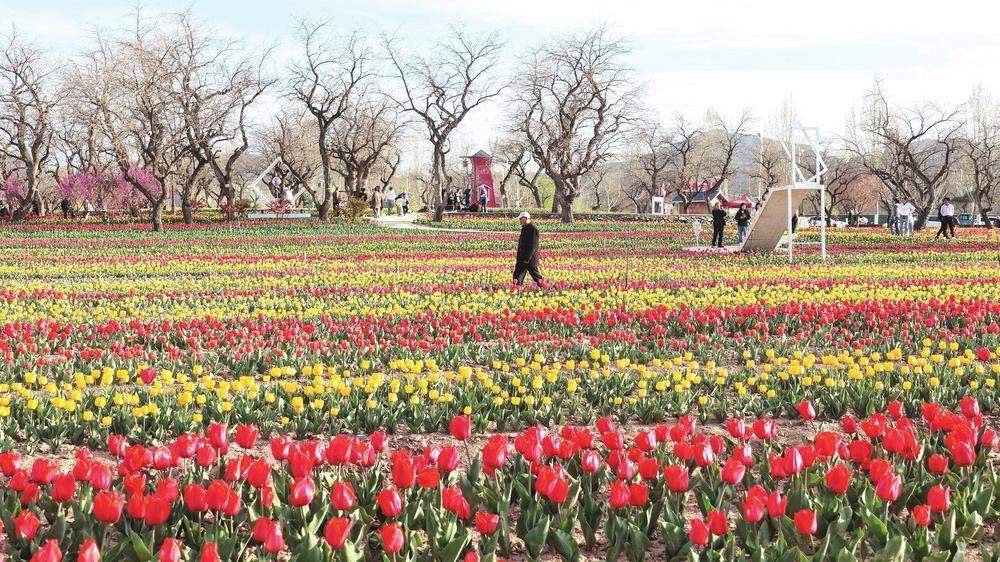 近日，游客在永靖县刘家峡镇观赏郁金香。随着气温回升，刘家峡镇黄河花堤上种植的郁金香陆续盛开，吸引了众多游客前来赏花观光。新甘肃&middot;甘肃经济日报通讯员　史有东　摄