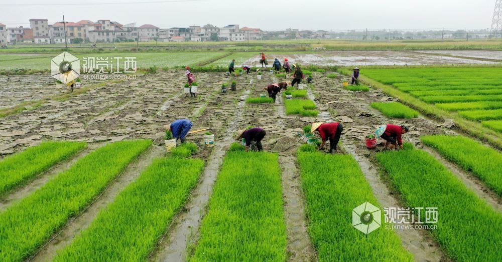 2026年4月14日，江西省遂川县枚江镇田间地头，呈现出一派繁忙有序的春耕景象。