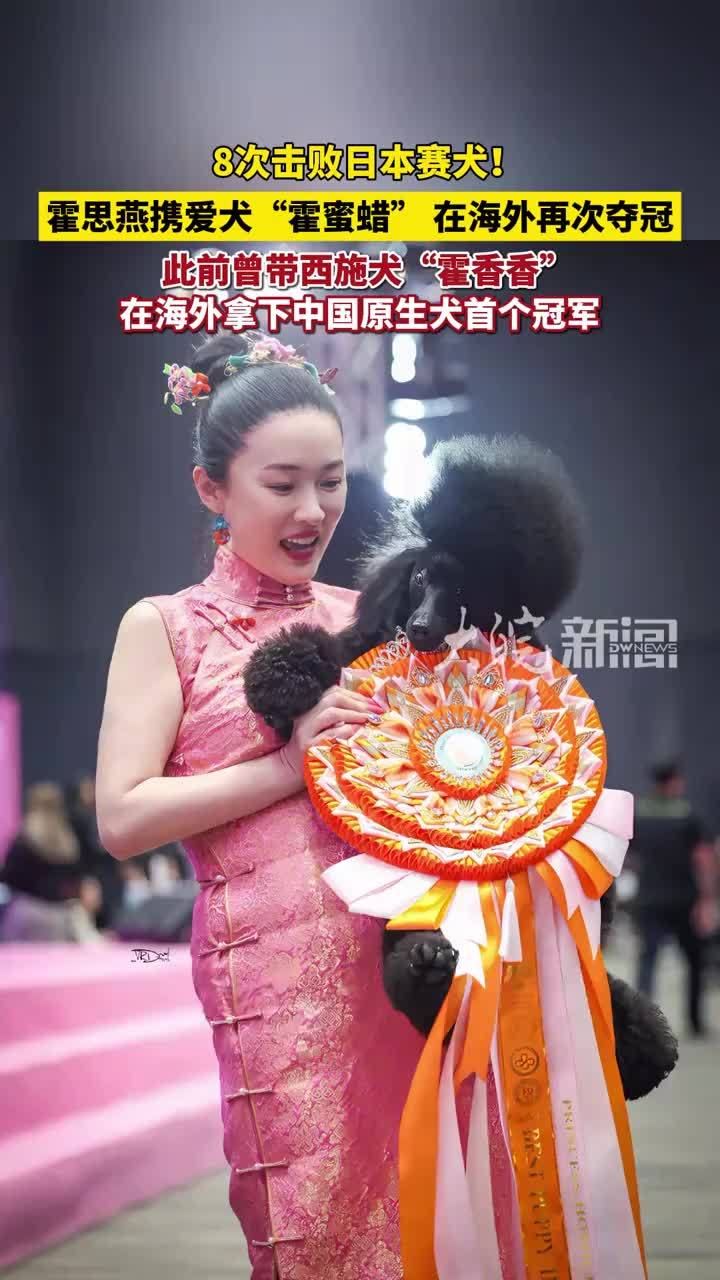 霍思燕携爱犬“霍蜜蜡”在海外犬展再次夺冠！八胜日本第一同犬种选手，系其第二只国际冠军犬，曾带中国原生犬种西施犬夺冠 #霍思燕 #霍蜜蜡