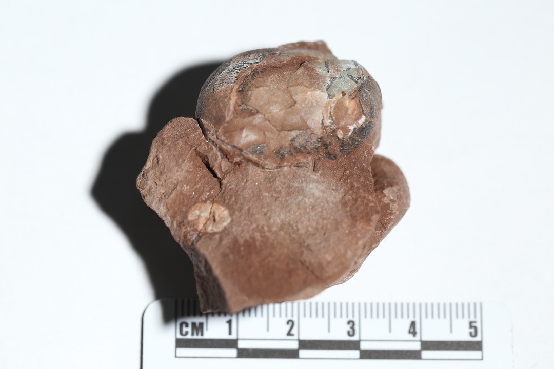 “赣州迷你蛋”化石单个