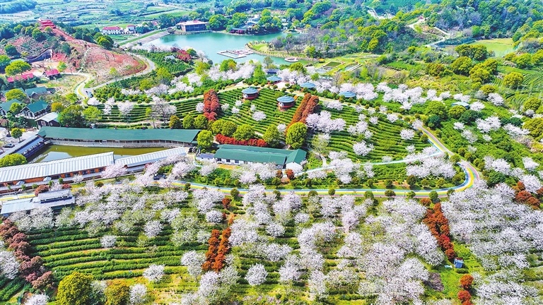 庐山市：茶樱相映 绘春日画卷（图）