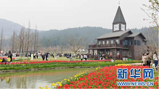 南昌市先锋小镇的郁金香迎来最佳观赏期。新华网发