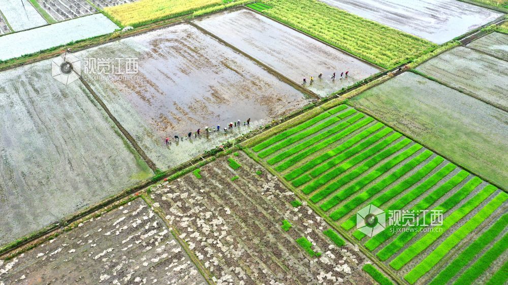 2026年4月14日，江西省遂川县枚江镇田间地头，呈现出一派繁忙有序的春耕景象。