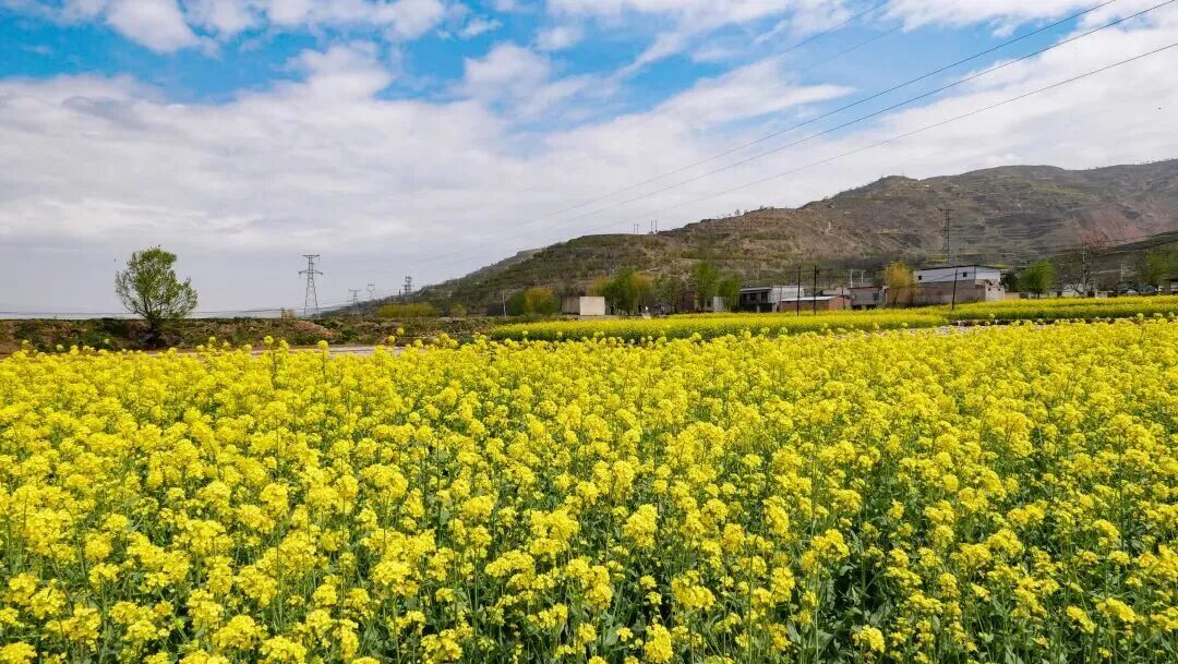 图源：武山融媒