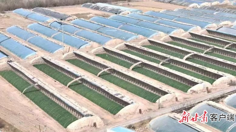 连片的蔬菜大棚 本文图片均由金昌市农业农村局提供