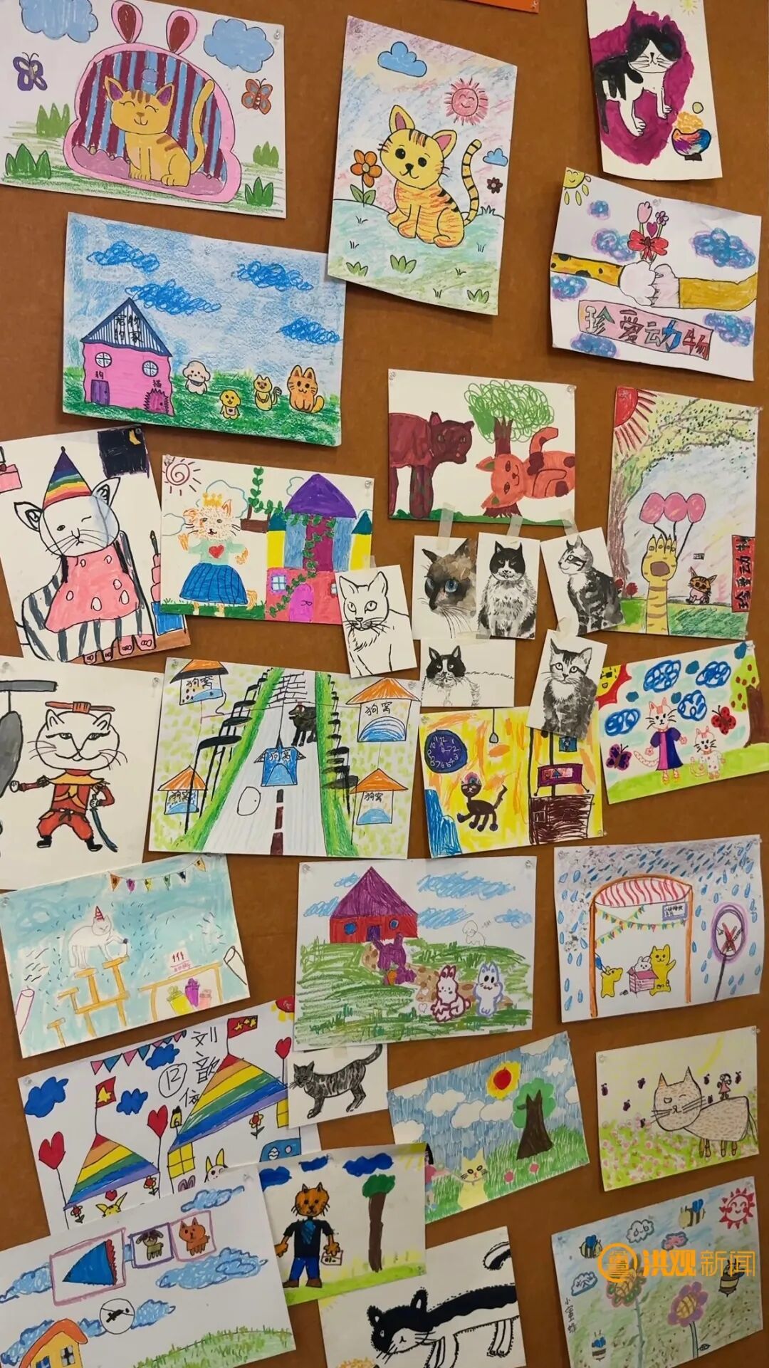 南昌首家“流浪猫再就业小院”开业 12只流浪猫化身“天选打工猫”