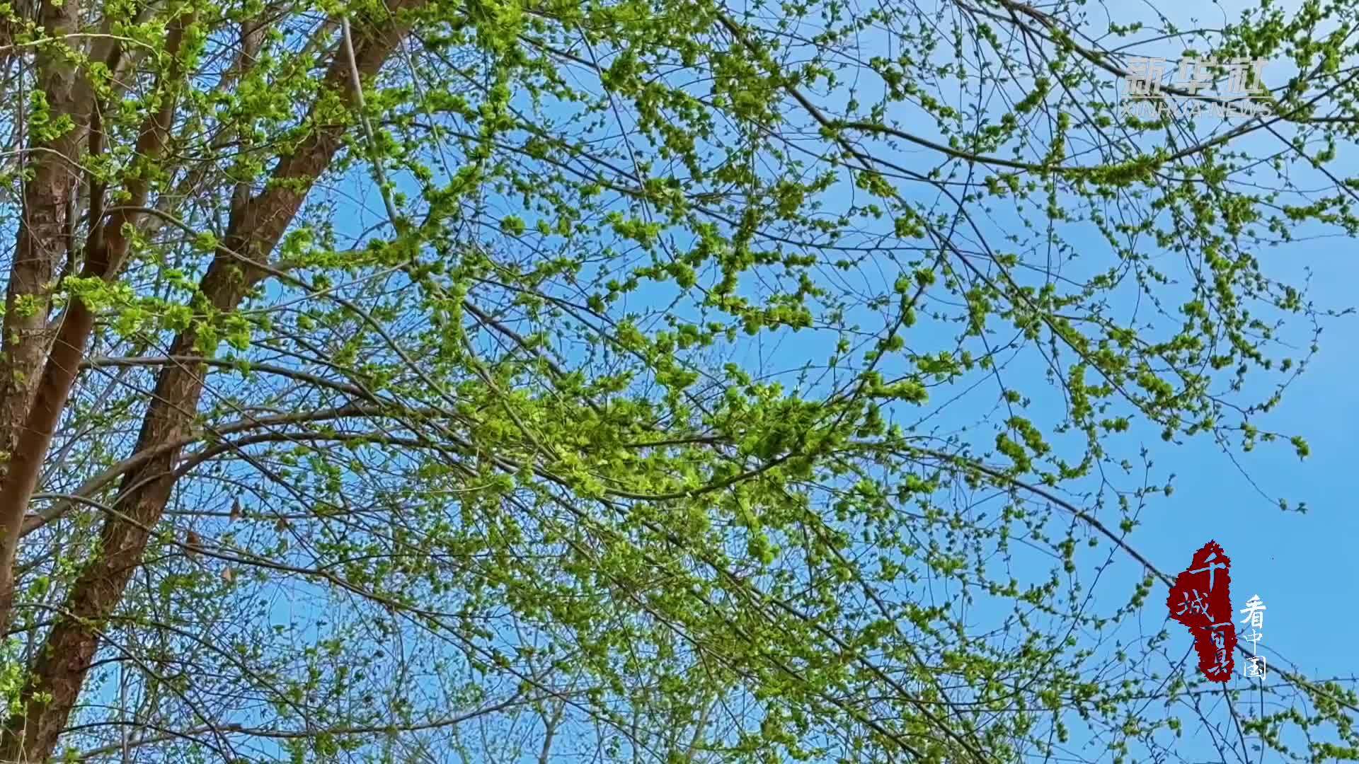 千城百县看中国丨河北徐水：“驴火”溢满春之味