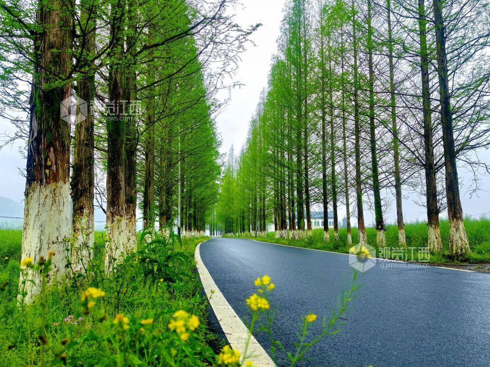 江西分宜：生态公路绘就春日乡野画卷（图）