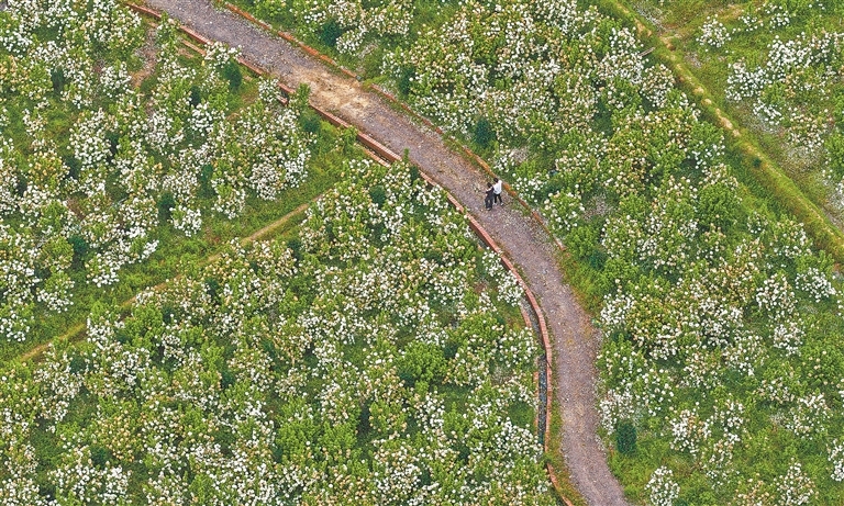 广丰区：徜徉花海（图）