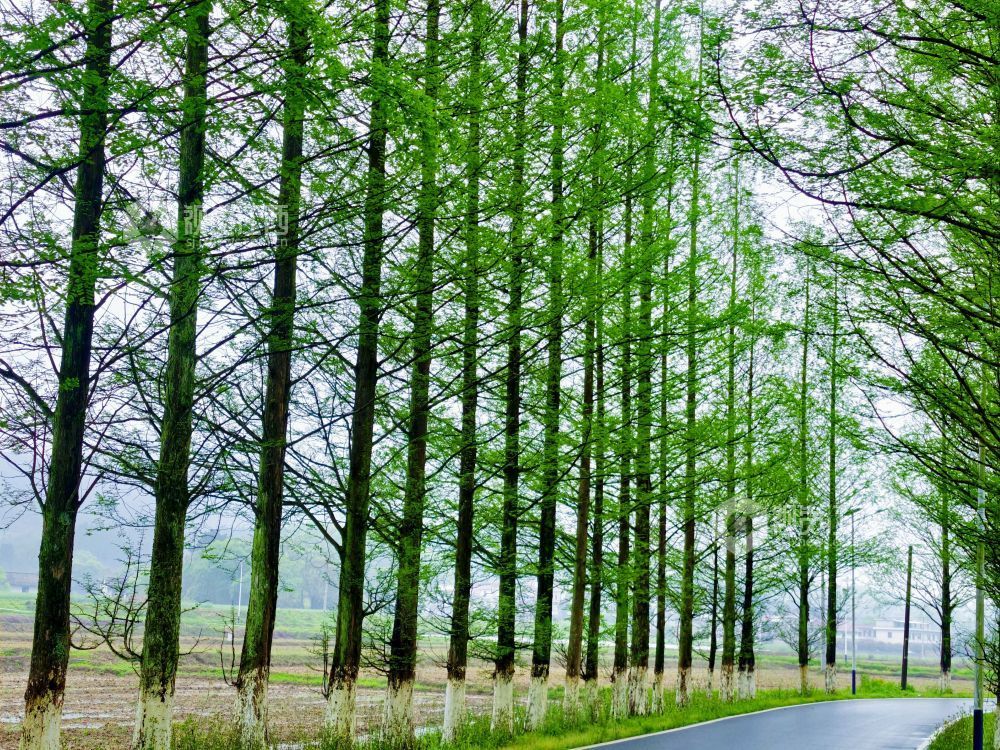 江西分宜：生态公路绘就春日乡野画卷（图）