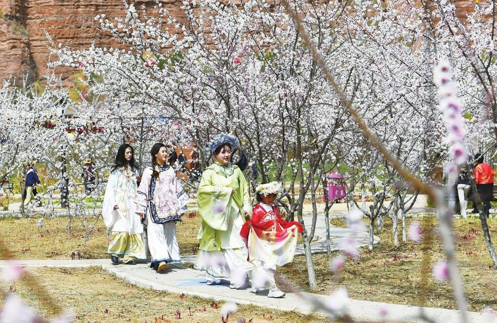 东乡县唐汪镇近万亩杏花竞相盛开