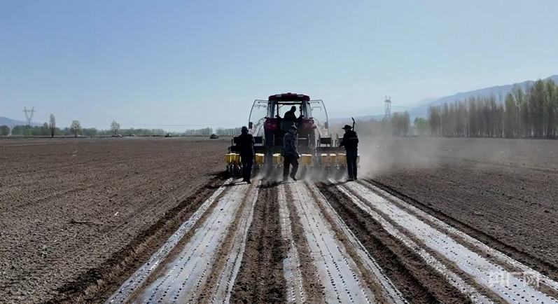 种植户使用大型农机开展机械化铺膜播种作业 （吾兰 摄）