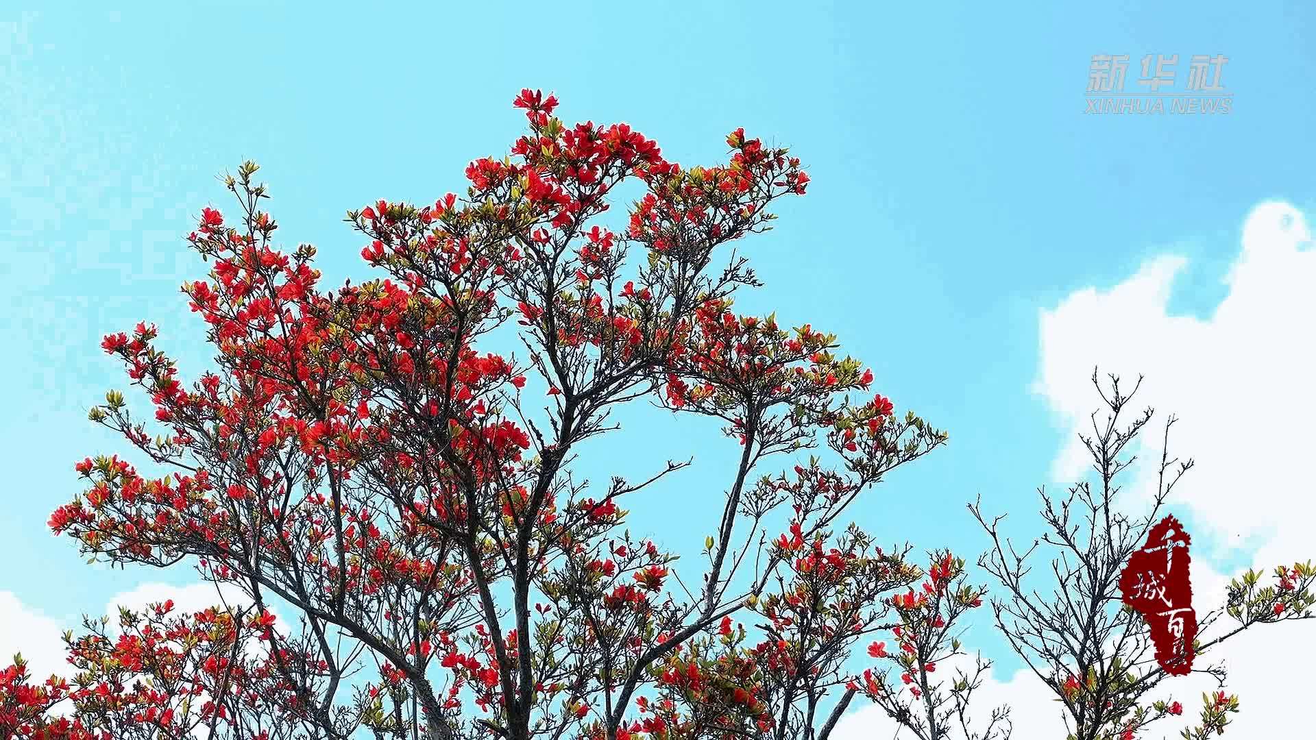 千城百县看中国·赏花季｜福建周宁：狮子山上杜鹃艳