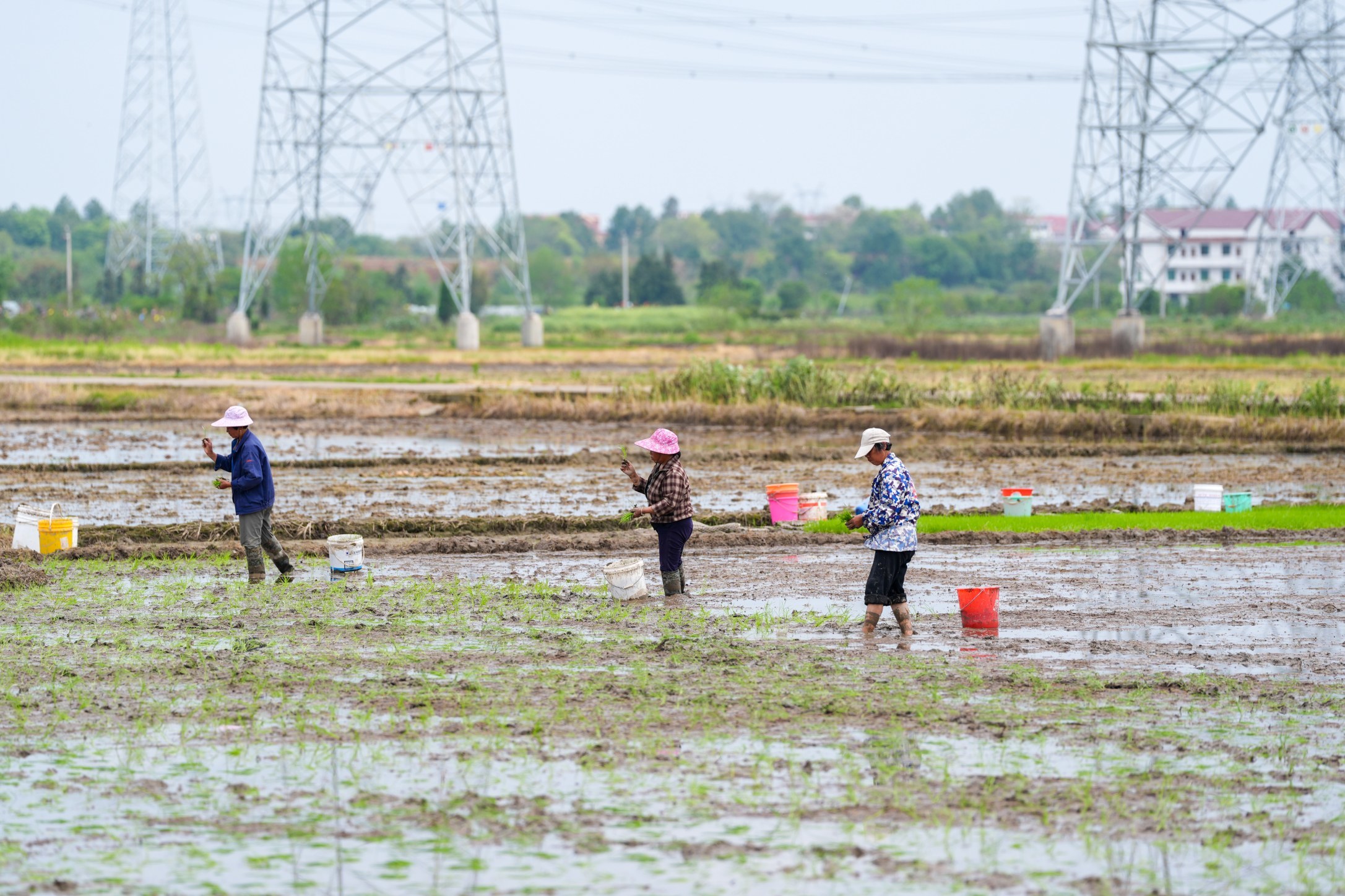 罗坊栽插、姚圩翻耕，新余渝水各地抢抓农时忙春耕