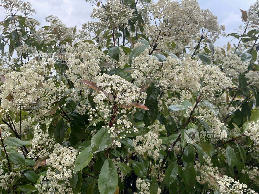 4月13日，江西省吉安市永新县三湾林场文竹分场内，成团绽放的石楠花与新生枝叶相互映衬，生机盎然。