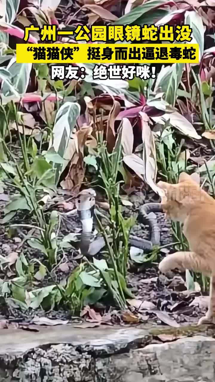 广州一公园眼镜蛇出没，“猫猫侠”挺身而出逼退毒蛇，网友：绝世好咪