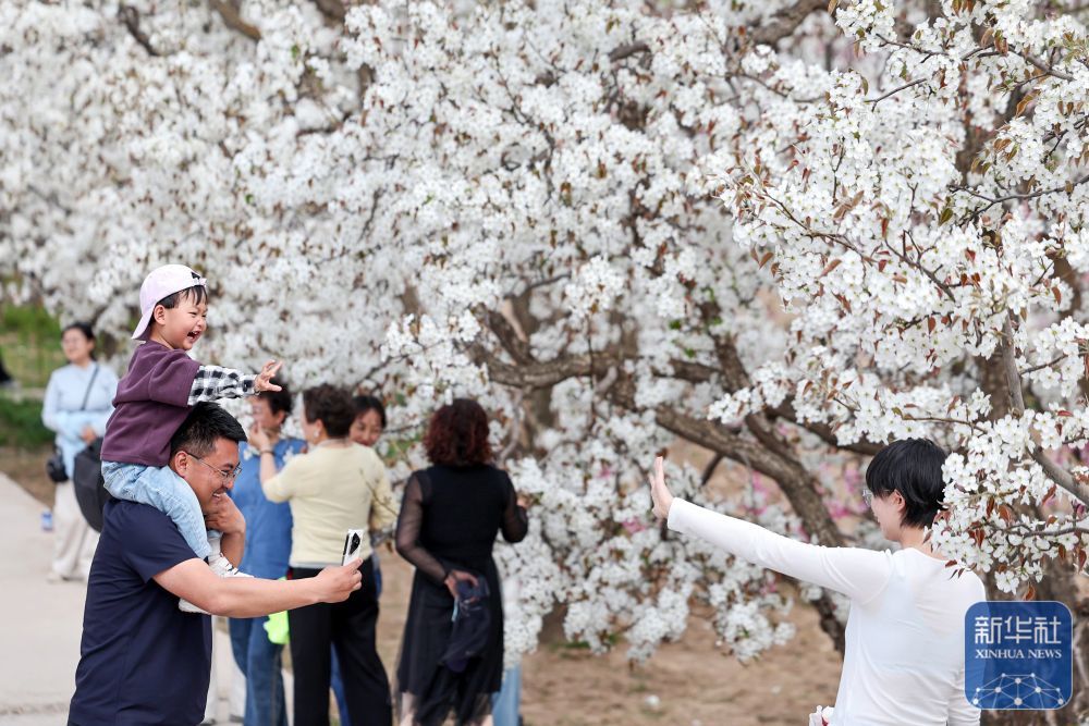 4月11日王者荣耀投注，旅客在甘肃省兰州市皋兰县什川镇百年戏班内踏青赏花。新华社发（侯崇慧　摄）