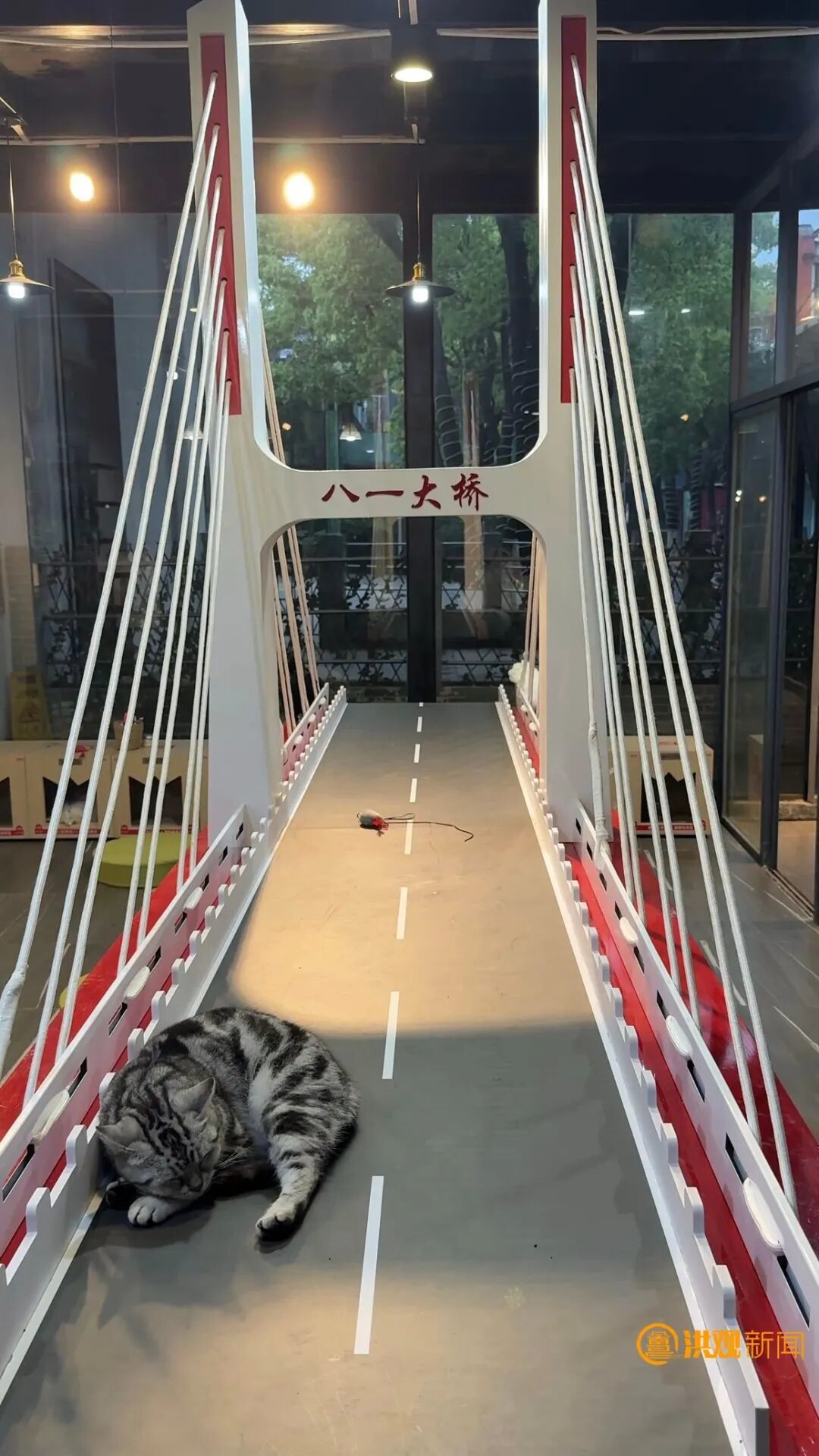 南昌首家“流浪猫再就业小院”开业 12只流浪猫化身“天选打工猫”