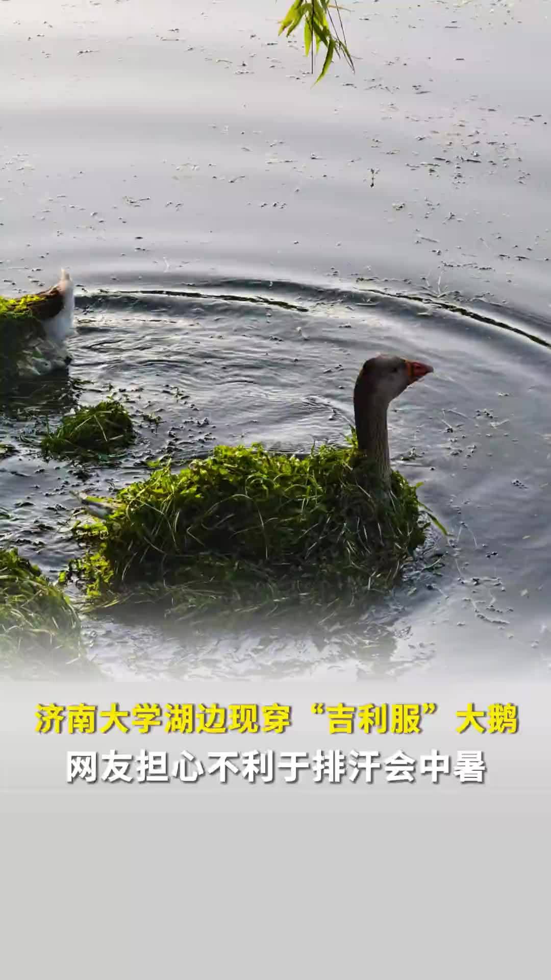 济南一湖面大鹅披“吉利服”，网友担心不利于排汗会中暑，目击者：像柳条，已清理干净