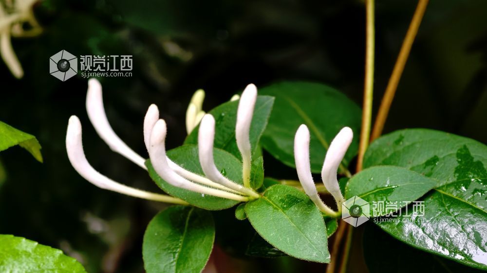 江西分宜：金银花含苞待放 清香满枝头（图）