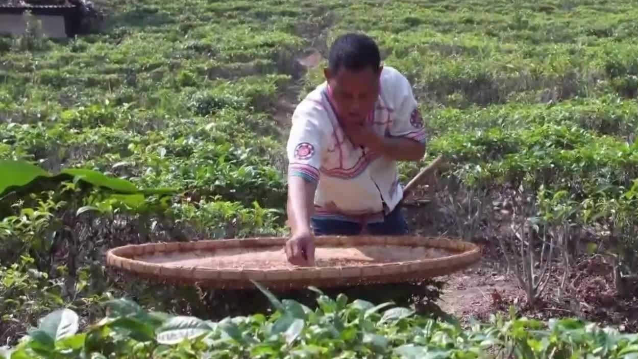 采集起来并不轻松，基诺族为何对蚂蚁蛋这种天然食材情有独钟？