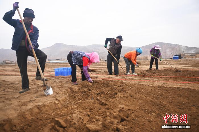 3月28日,在位于甘肃省定西市陇西县的药圃园内,工作人员正在移栽经过太空育种繁育的黄芪种苗。李亚龙 摄
