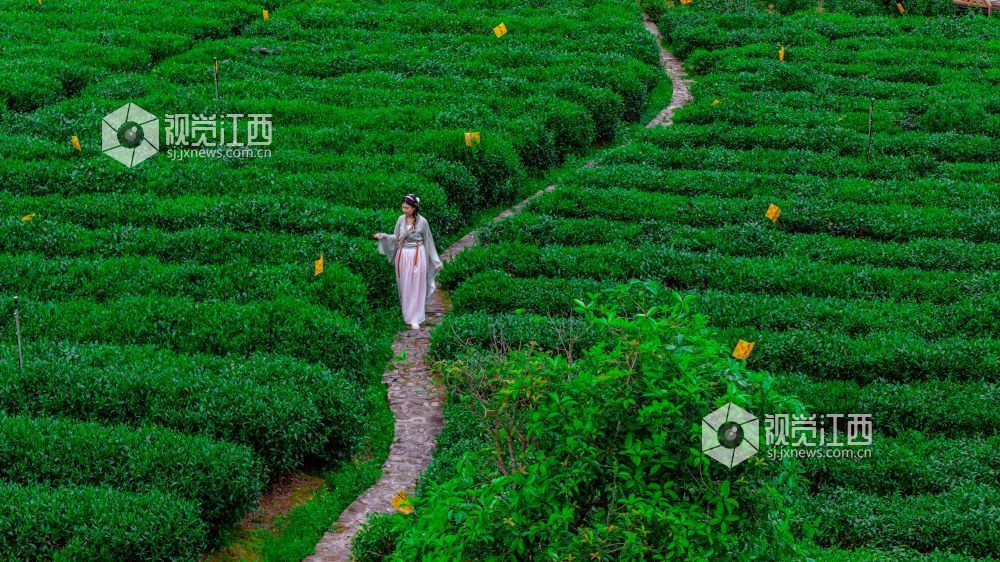 2026年4月11日在江西省吉安市遂川县汤湖镇万亩茶园拍摄的画面。