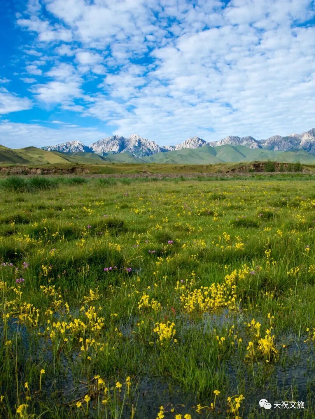 甘肃天祝赏花地图上线　邀您赴一场高原花约