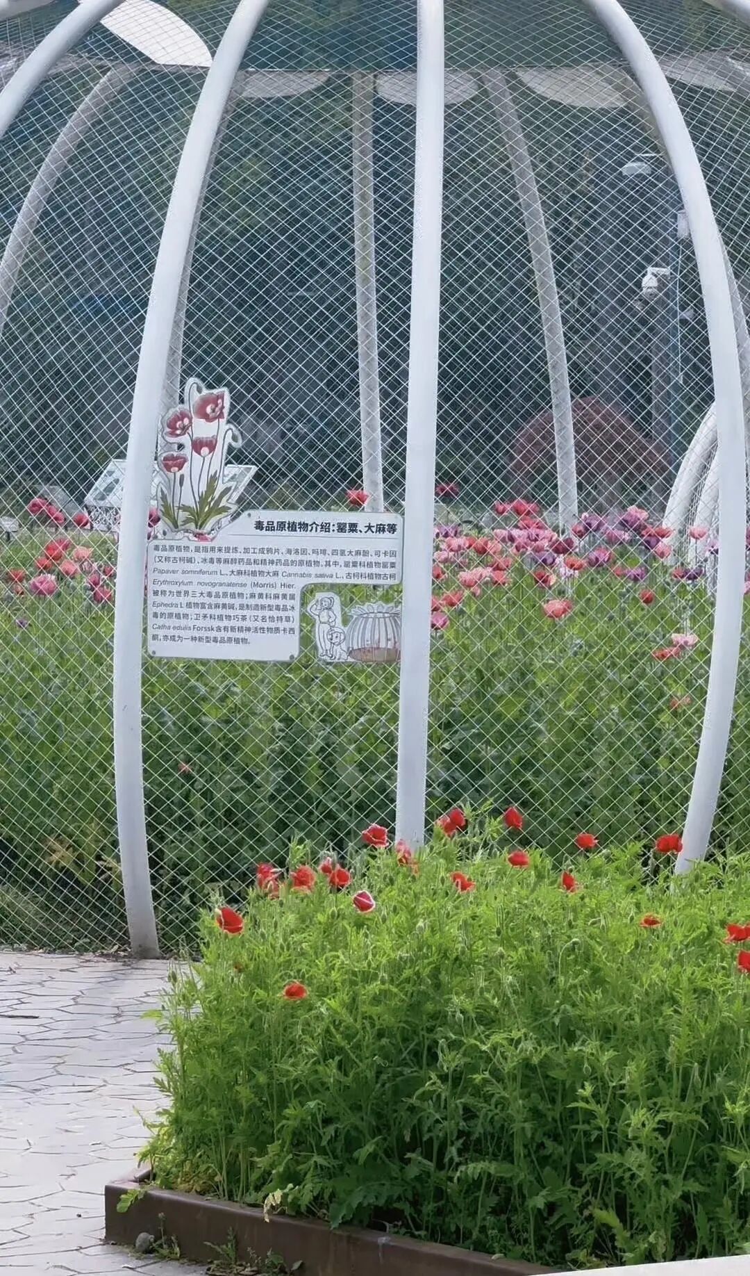 罂粟种在白色铁笼。图/受访者提供
