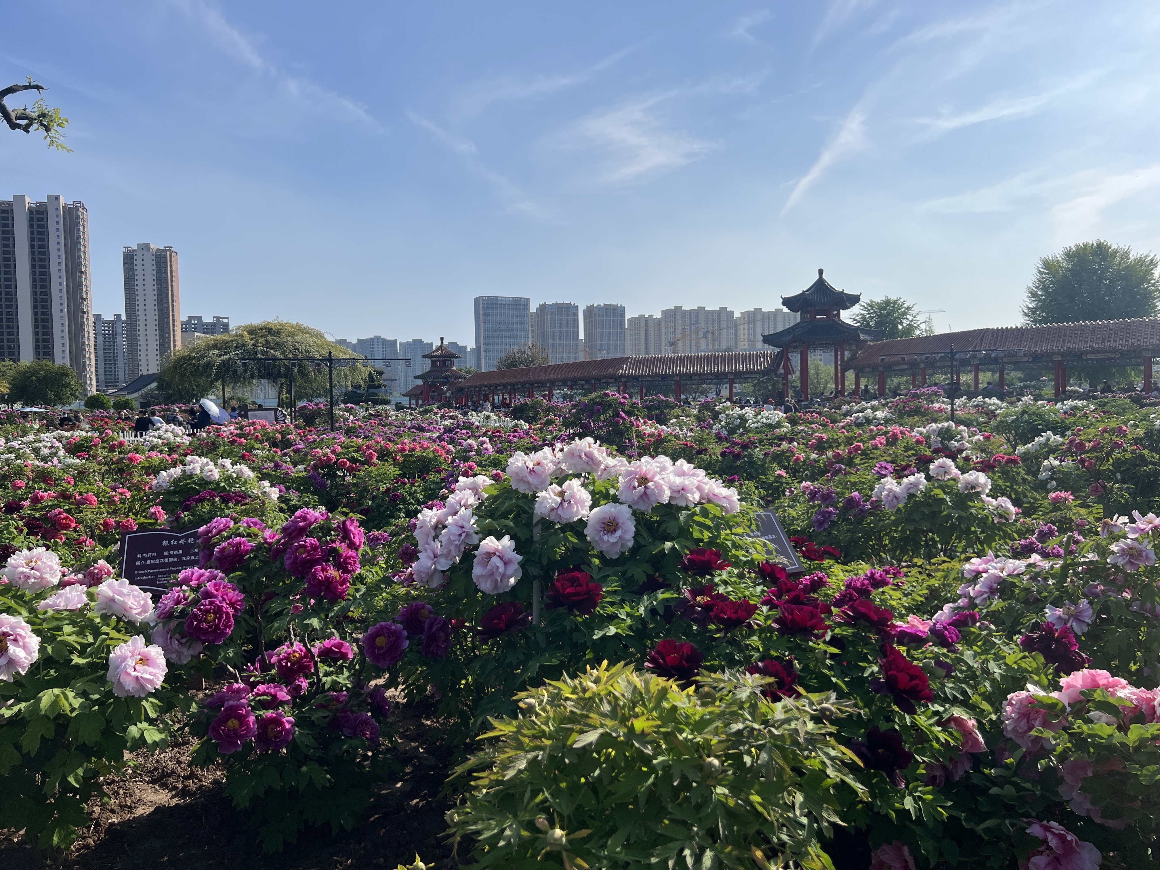菏泽:牡丹花开动古城,一园春色满城香