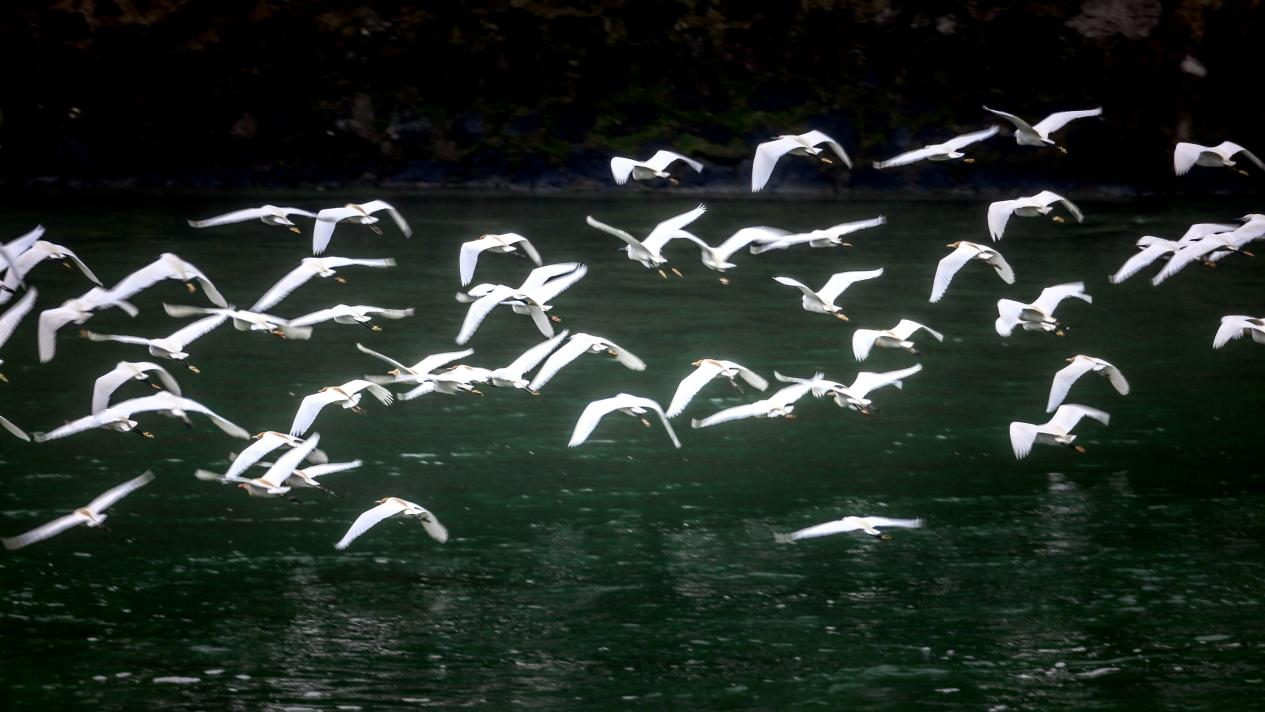 日月湖湿地公园内栖息的牛背鹭、白鹭 （张宏 摄）