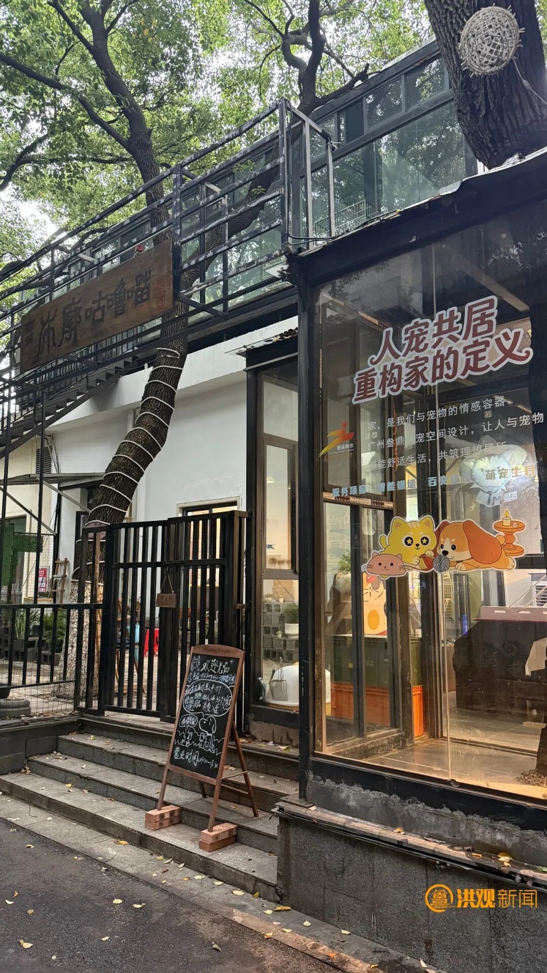 南昌首家“流浪猫再就业小院”开业 12只流浪猫化身“天选打工猫”
