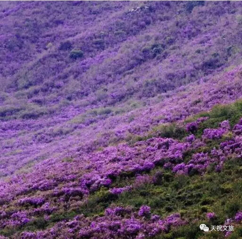 草原花海・高原浪漫